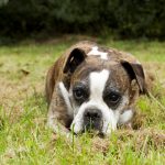 Tierische Seminare_20160917_017