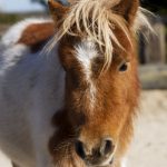 Tierische Seminare_20161016_361